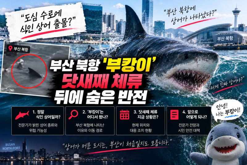 "도심 수로에 식인 상어 출몰?" 부산 북항 '부캉이' 닷새째 체류 뒤에 숨은 반전