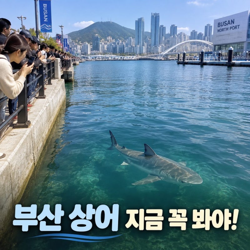 9月釜山必訪從市區鯊魚出沒事件到室內約會水族館路線整理