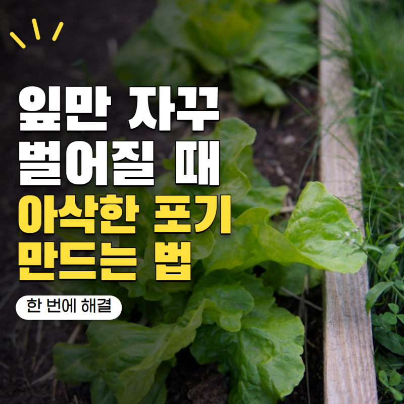 로메인상추 키우기 잎이 벌어지기만 한다면? 아삭한 포기로 만드는 관리법 5가지