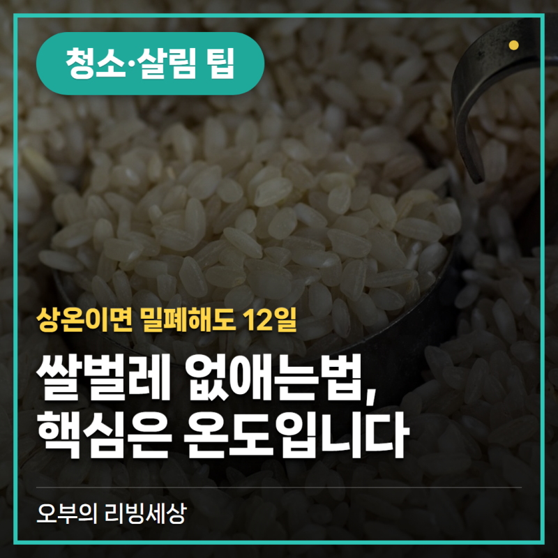 쌀벌레 없애는법, 밀폐 용기에 넣어도 또 생기는 이유 (쌀바구미·보관법)