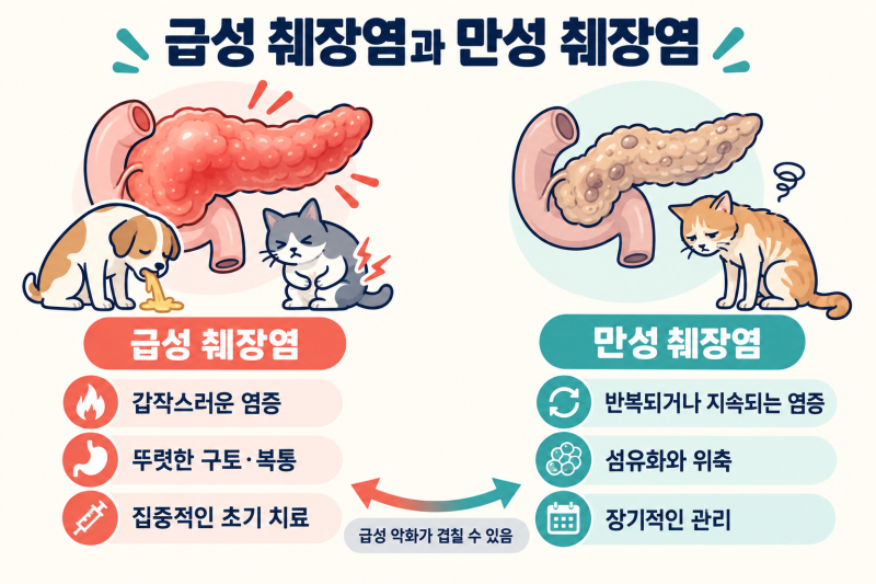 강아지·고양이 만성 췌장염, 반복되는 식욕부진과 구토의 원인일수도 있습니다.