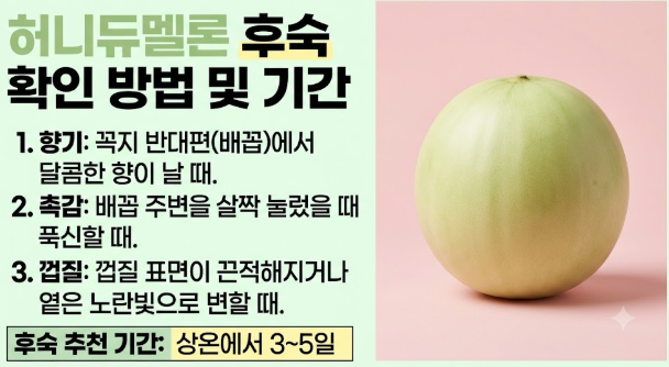 허니듀멜론 후숙 확인 방법 및 기간, 잘 익었는지 구별하는 법