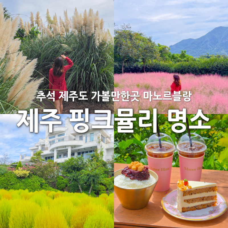 제주 핑크뮬리 제주도 추석연휴 가볼만한곳 명소 핑크뮬리개화시기 팜파스 마노르블랑