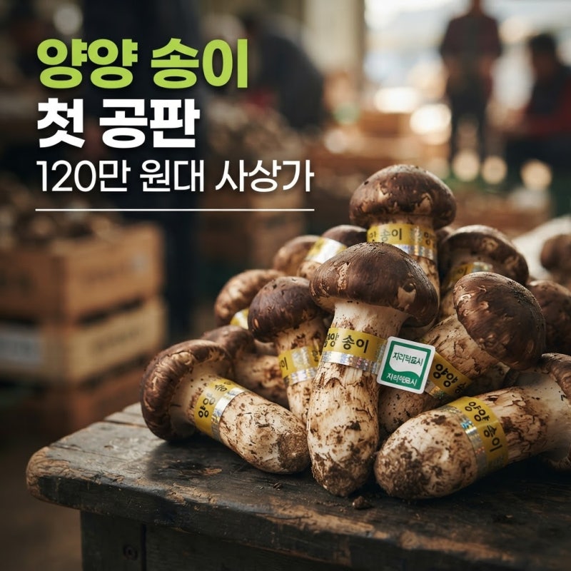 양양 송이 첫 공판 가격과 120만 원대 1등품 풍년의 비밀