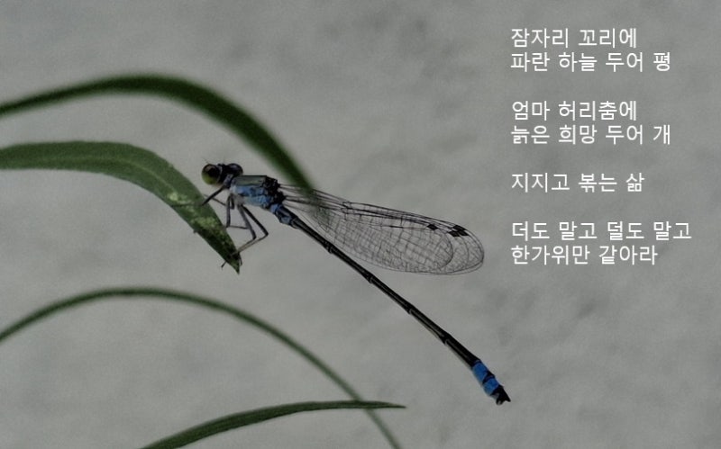 한가위 인사말 그림 무료로 만드는 방법, 아무도 안 알려주던 꿀팁