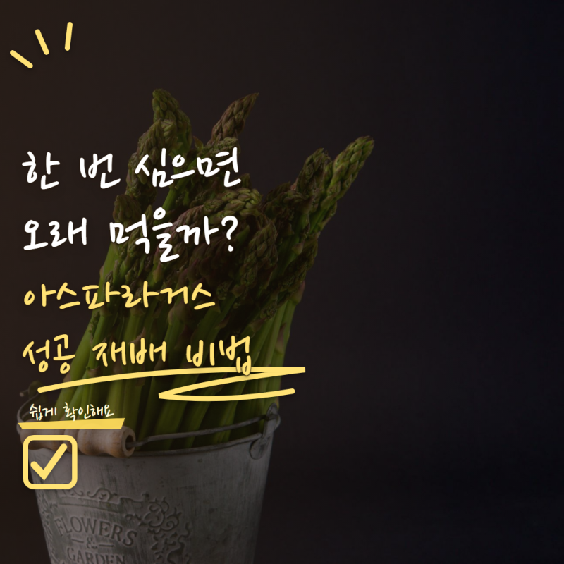 아스파라거스 키우기 한 번 심으면 오래 먹을까? 초보자가 알아둘 재배법 5가지