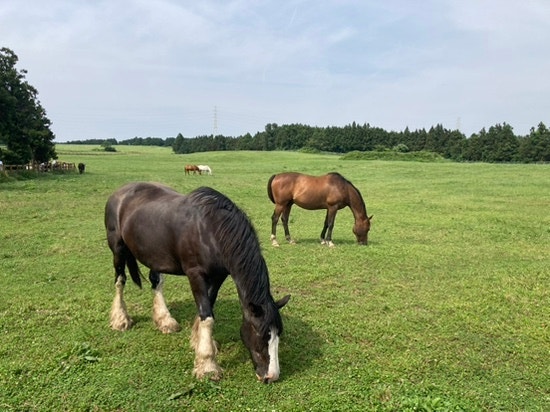 Recommended Western Jeju Farm: Seong Isidor Farm & Cafe Uyu Budan Review