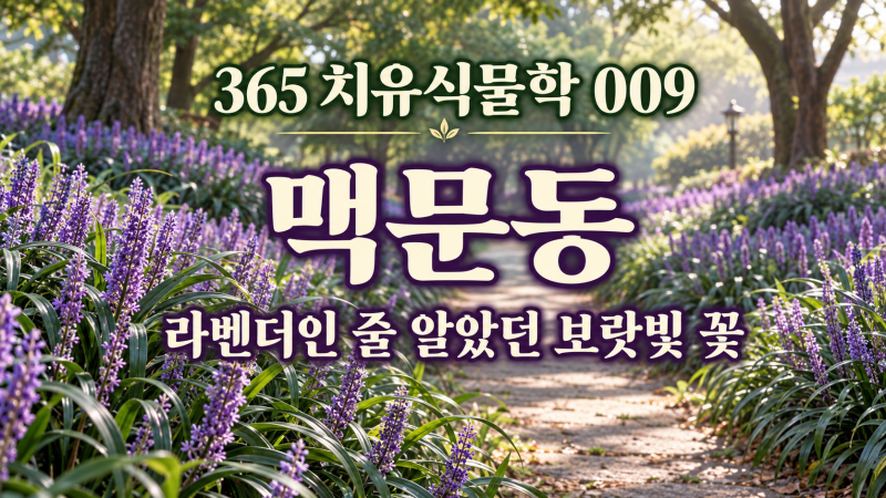 [365 치유식물학 009] 맥문동, 라벤더인 줄 알았던 보랏빛 꽃