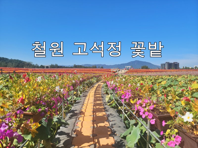 철원 가볼만한곳 고석정 꽃밭, 한가위 가을여행 추천