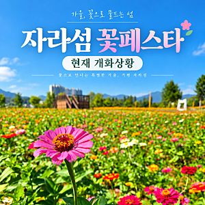 가평 자라섬 꽃페스타 현재 개화상황, 남도 꽃정원 입장료·주차·자라나루 카페