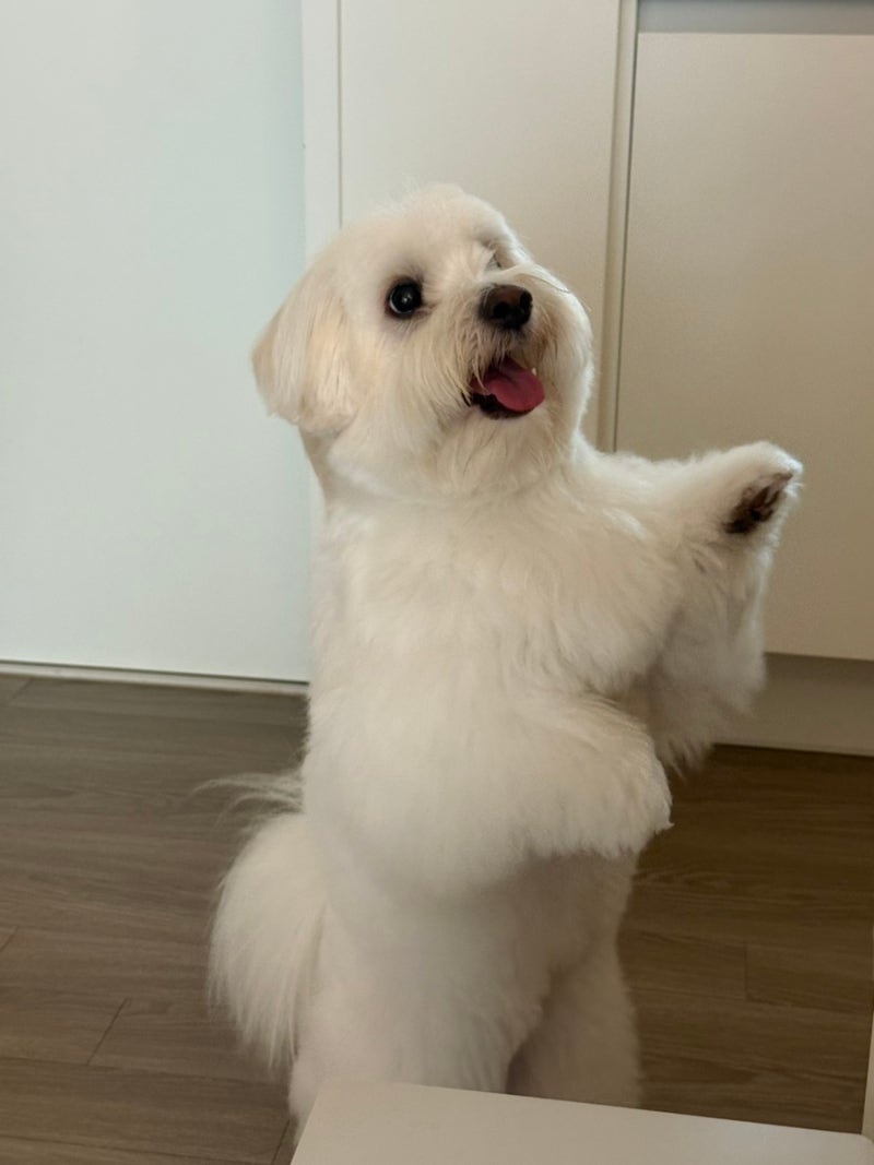 꼬똥드툴레아 분양가 얼마일까? 꼬똥 강아지 키우는 비용과 성격