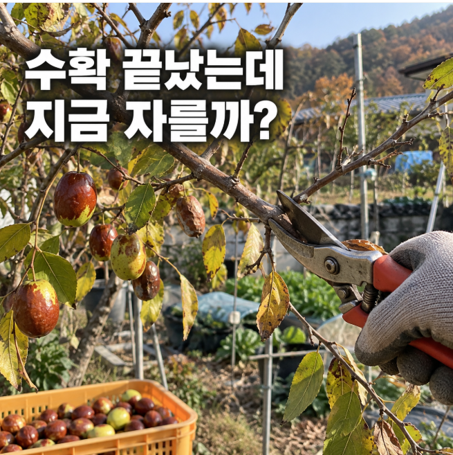 수확 후 그냥 두면 내년에 대추 안 열립니다! 사과대추 가을 가지치기 및 나무 관리법