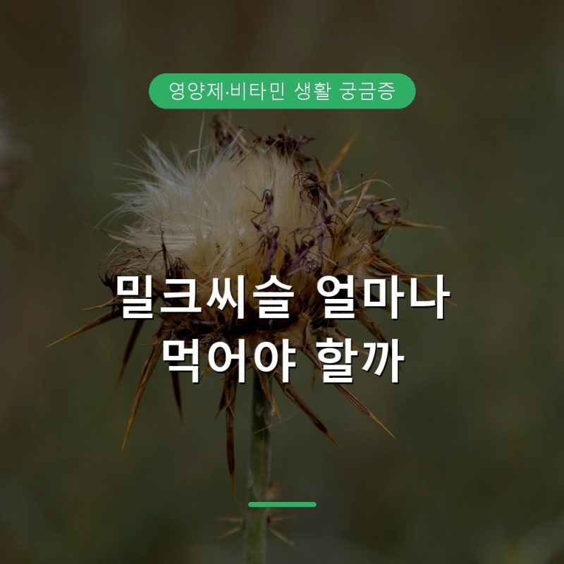 밀크씨슬 실리마린 효능과 부작용, 간 건강 챙기는 법