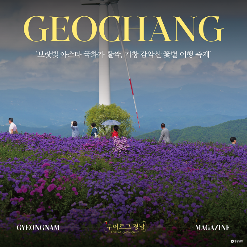 [경남/거창]가을 인생샷 명소 거창 2026 감악산 꽃별 여행 축제