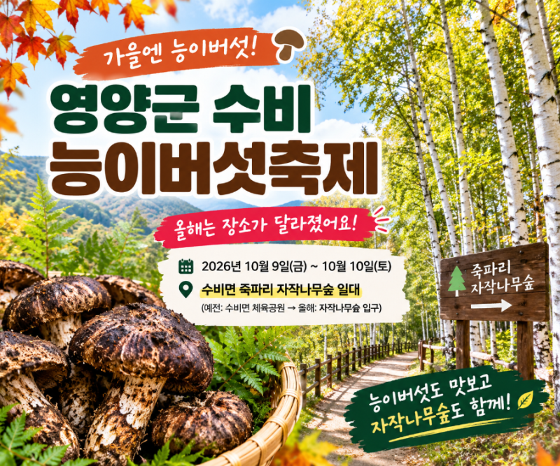 능이버섯 좋아한다면 2026 영양 수비능이버섯축제, 올해는 자작나무숲으로 장소가 달라졌습....