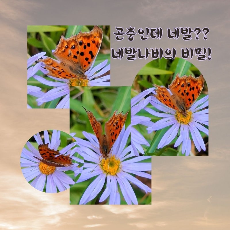 네발나비 - 다리가 정말 네 개일까? 생김새와 한살이까지 네발나비의 모든 것! 곤충 관찰