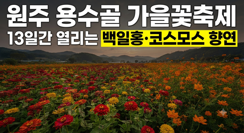 "원주 용수골 가을꽃축제 일정, 입장료 및 백일홍 코스모스 명소 총정리"