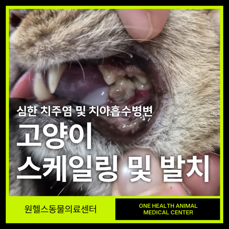 고양이 치주염·치아흡수병변, 치료는 어떻게 할까요? | 울산·경주 고양이 스케일링