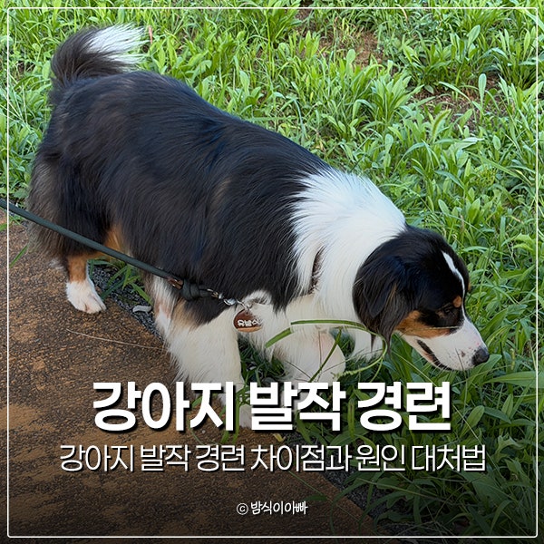강아지 발작 경련 차이점과 원인 대처법