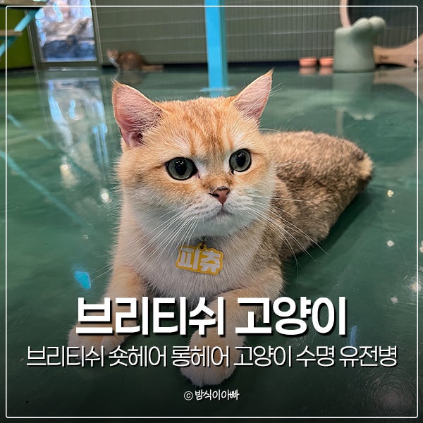 브리티시 브리티쉬 숏헤어 롱헤어 고양이 수명 유전병