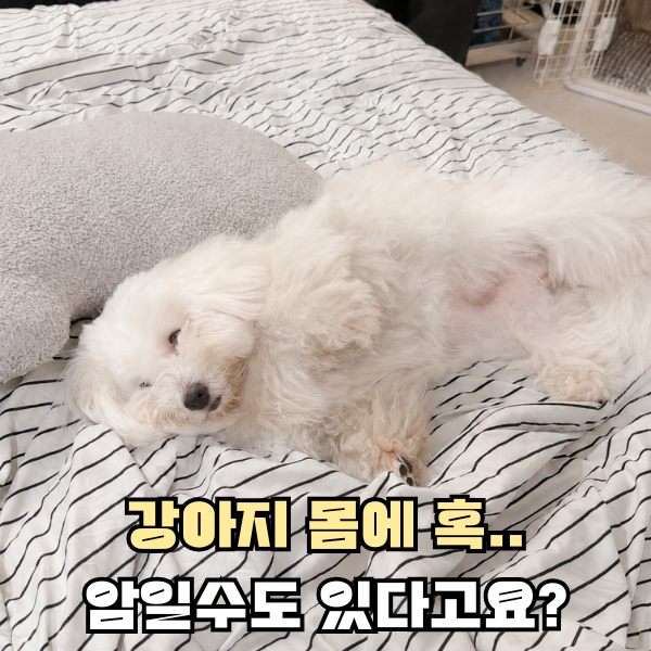 중성화하면 괜찮은줄 알았어요. 강아지 유선종양 증상 및 치료