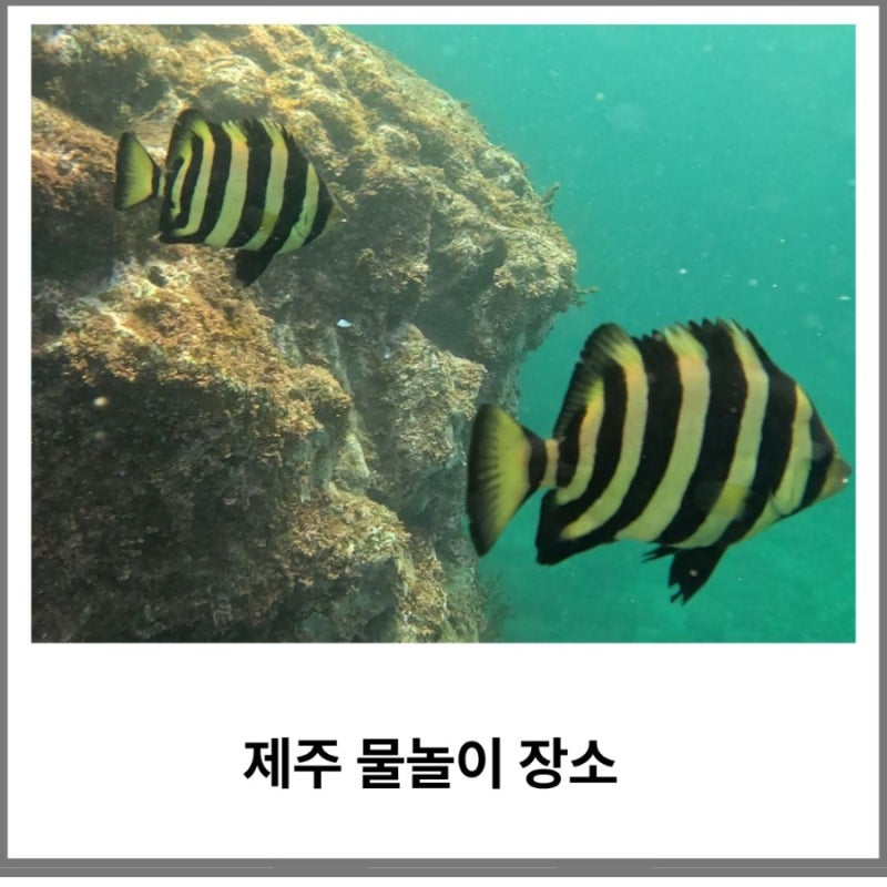 제주 서귀포 스노클링 장소 도리빨, 입수하자마자 물고기가 보이는 곳