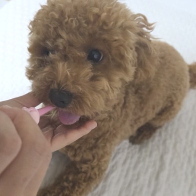 강아지 칫솔 추천 :: 다이소에서 큐라덴 큐라프록스 키즈로 정착