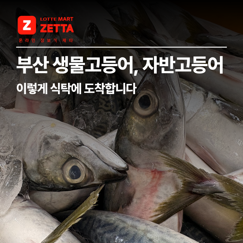 롯데마트 부산 생물고등어, 자반고등어 이렇게 식탁에 도착합니다