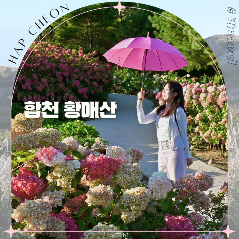 경남 합천 황매산 군립공원 목수국 & 억새축제 여행 실시간 가볼만한곳