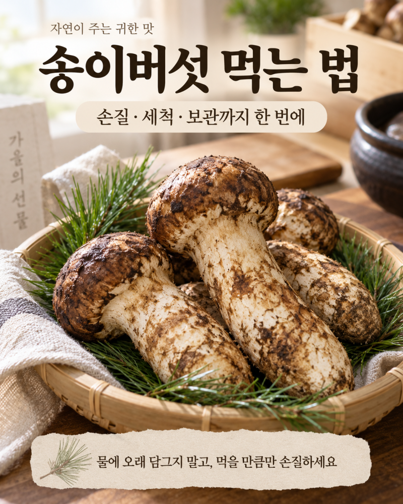 송이버섯 먹는 법, 물에 씻어도 될까? 손질·조리·보관 한 번에