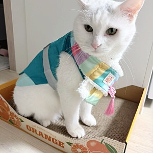 다이소 펫 한복 강아지 고양이 다이소 한복 사이즈 착용 후기