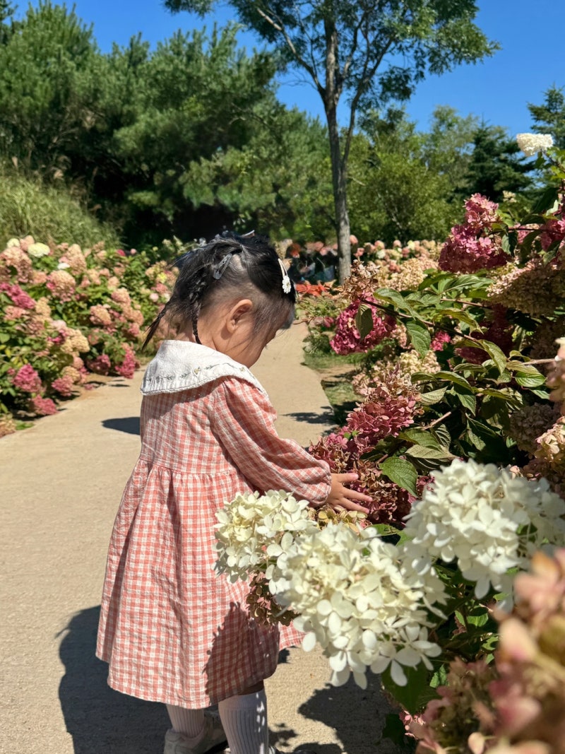 가을 필수 여행지 합천 황매산 3살 딸아이와 다녀온 목수국&억새밭 당일치기 나들이 솔직 후....