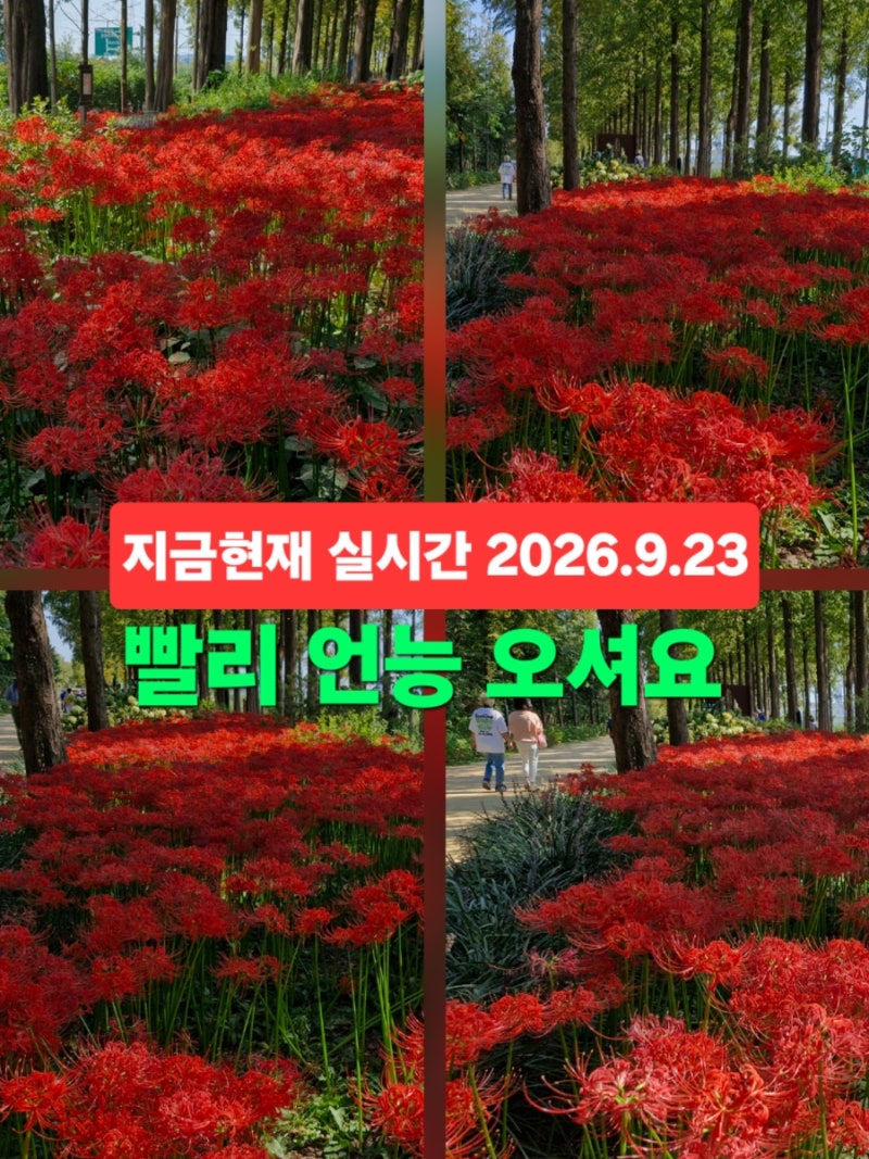 서울 상암 하늘공원 메타세콰이어길 꽃무릇 실시간 개화상황