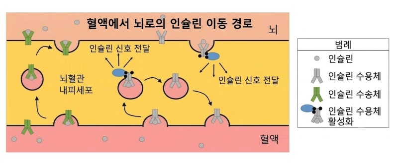 [대사에서 기억까지 ②] 알츠하이머와 혈당·대사의 숨은 관계... 뇌에서도 인슐린 저항성이 ....