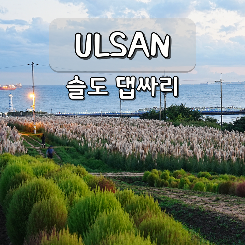 울산 가볼만한곳 울산 슬도 댑싸리 가을 꽃구경 드라이브 코스
