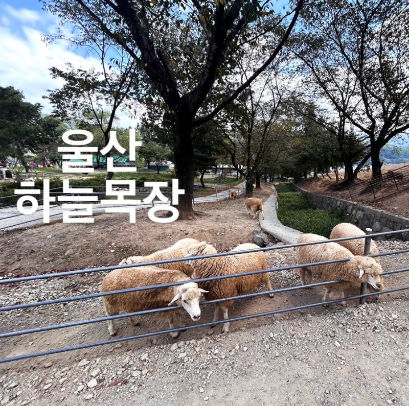울산 하늘목장 울주 아이랑 갈만한 피크닉 동물체험 후기