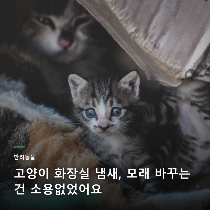 고양이 화장실 냄새 제거, 스마트 화장실·카사바 모래 원리 5가지 체크