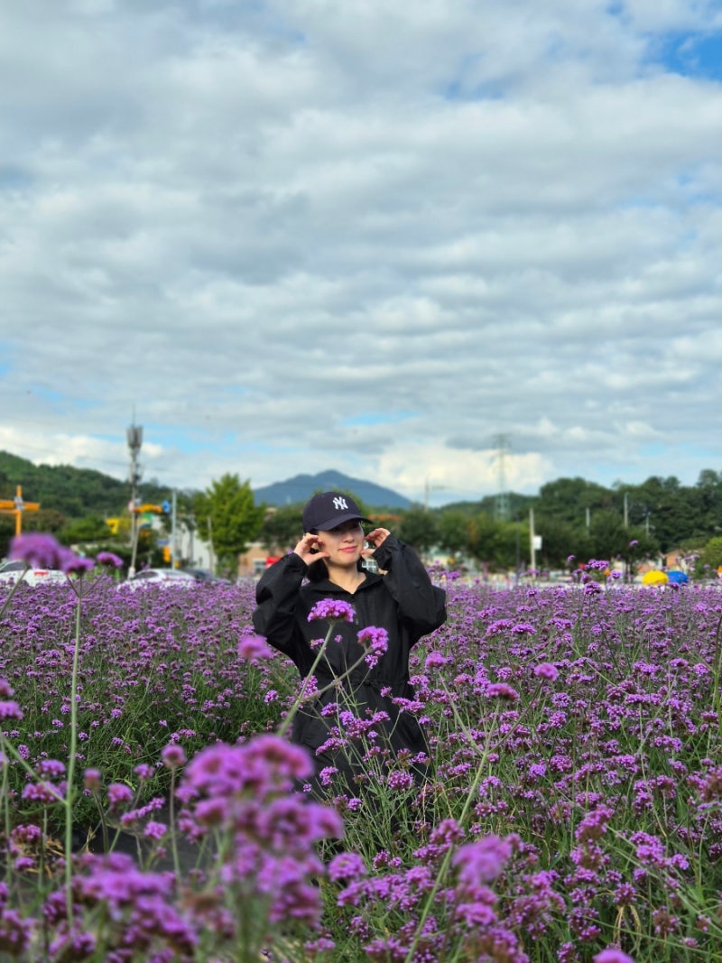 忠北堤川推薦景點：堤川機場秋季花海，馬鞭草花卉勝地與停車場資訊