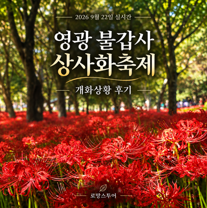 이번 주 가도 될까? 영광 불갑사 상사화축제 실시간 개화상황·주차·식사 꿀팁