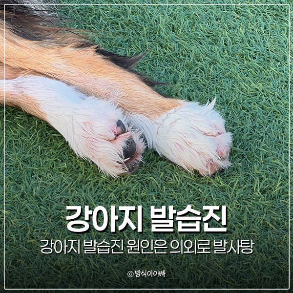 강아지 발습진 원인은 의외로 발사탕