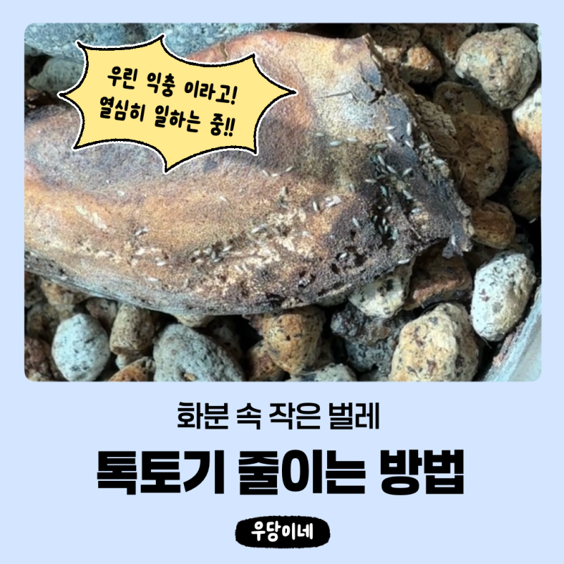 "화분 작은 벌레 톡토기 퇴치해야 할까?" 흙에서 톡톡 뛰는 벌레 정체, 톡토기 줄이는 방법