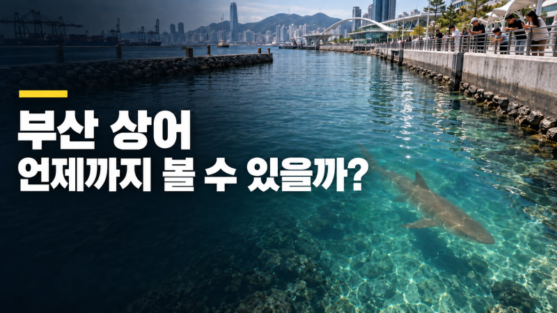 부산 북항 상어 ‘부캉이’ 출몰에 끝없는 인파 몰려 (새끼 목겸담+방류 일정)