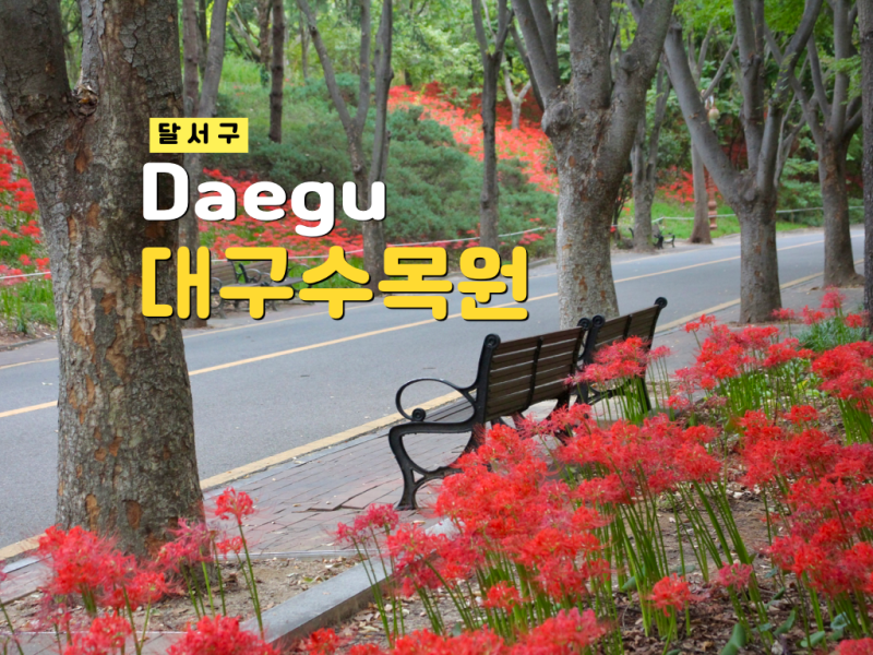 대구수목원 꽃무릇 지금이 절정! 9월 꽃구경 가볼만한곳 추천방문시간
