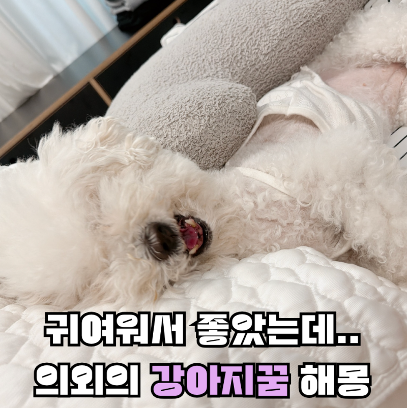 꿈에 강아지가 나왔다면? 상황별 강아지꿈 해석