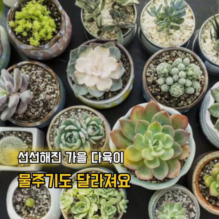다육이 물주기, 가을에는 며칠에 한 번이 적당할까요?