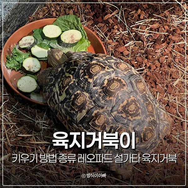 육지거북이 사육 키우기 방법 종류 레오파드 설가타 육지거북