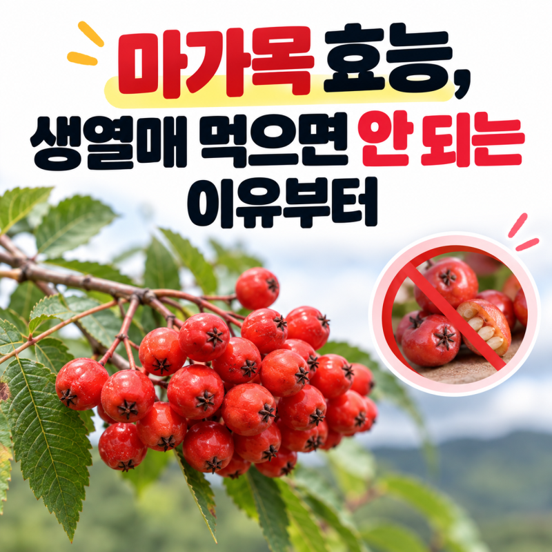 마가목 효능, 생열매 먹으면 안 되는 이유부터