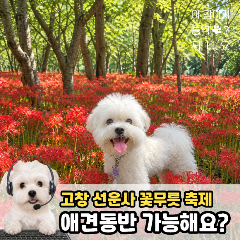 고창 선운사 꽃무릇 축제 절정! 애견동반 가능한가요?