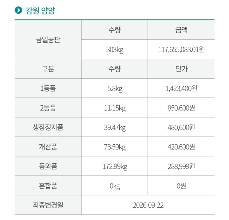 가을의 보물, 강원도 양양 자연산 송이버섯 공판 시세 안내