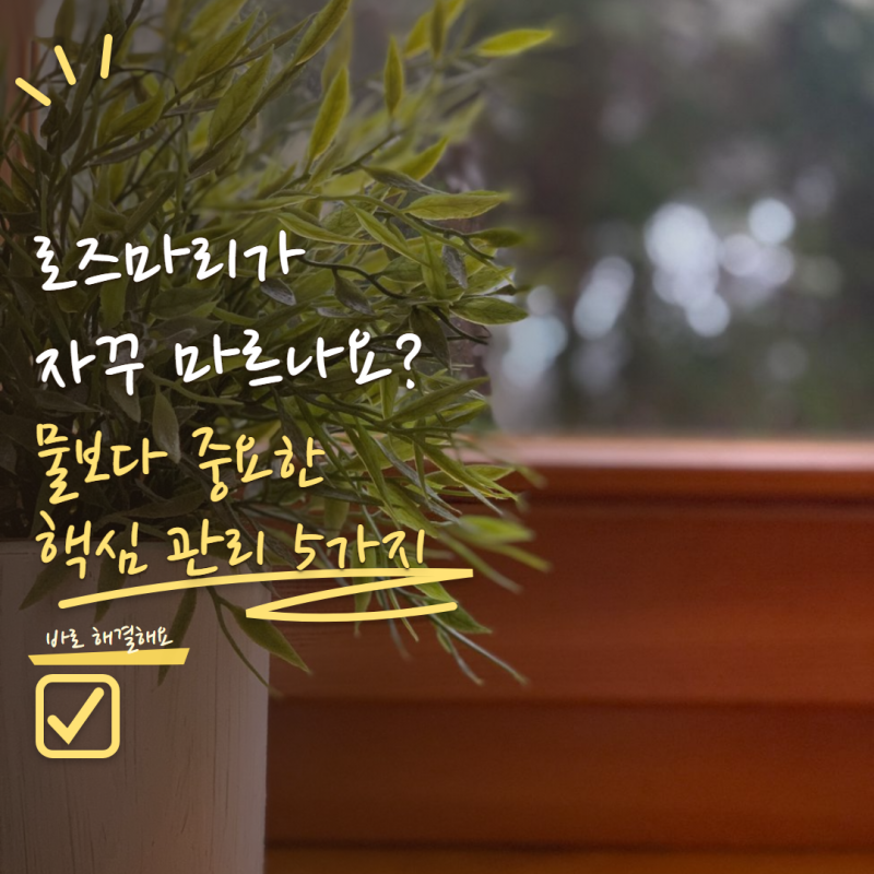 로즈마리 키우기 자꾸 말라 죽는다면? 물주기보다 먼저 확인할 관리법 5가지